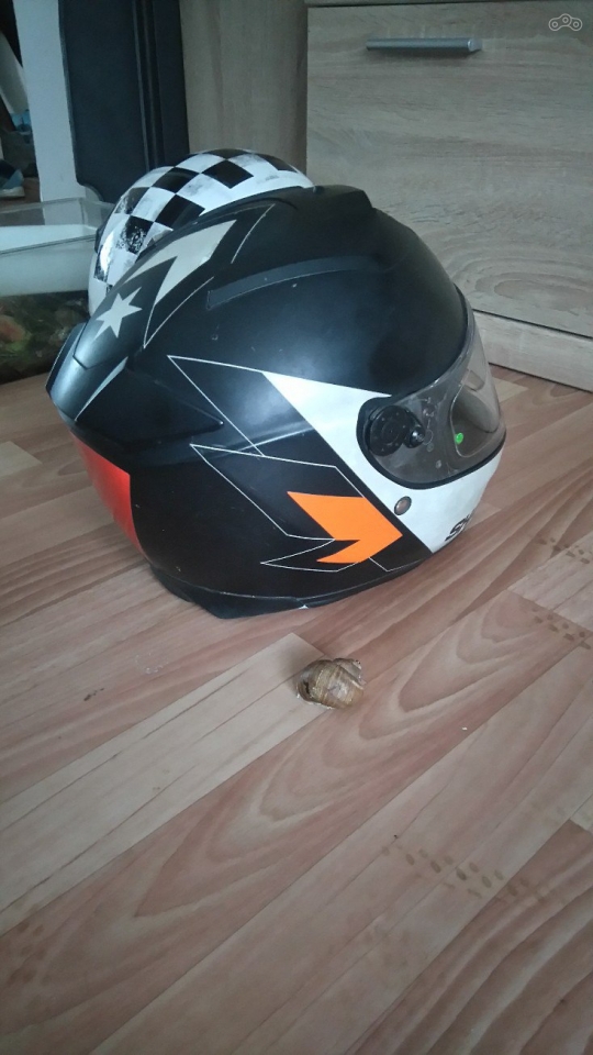 Домашние питомцы из последнего домашнего приюта