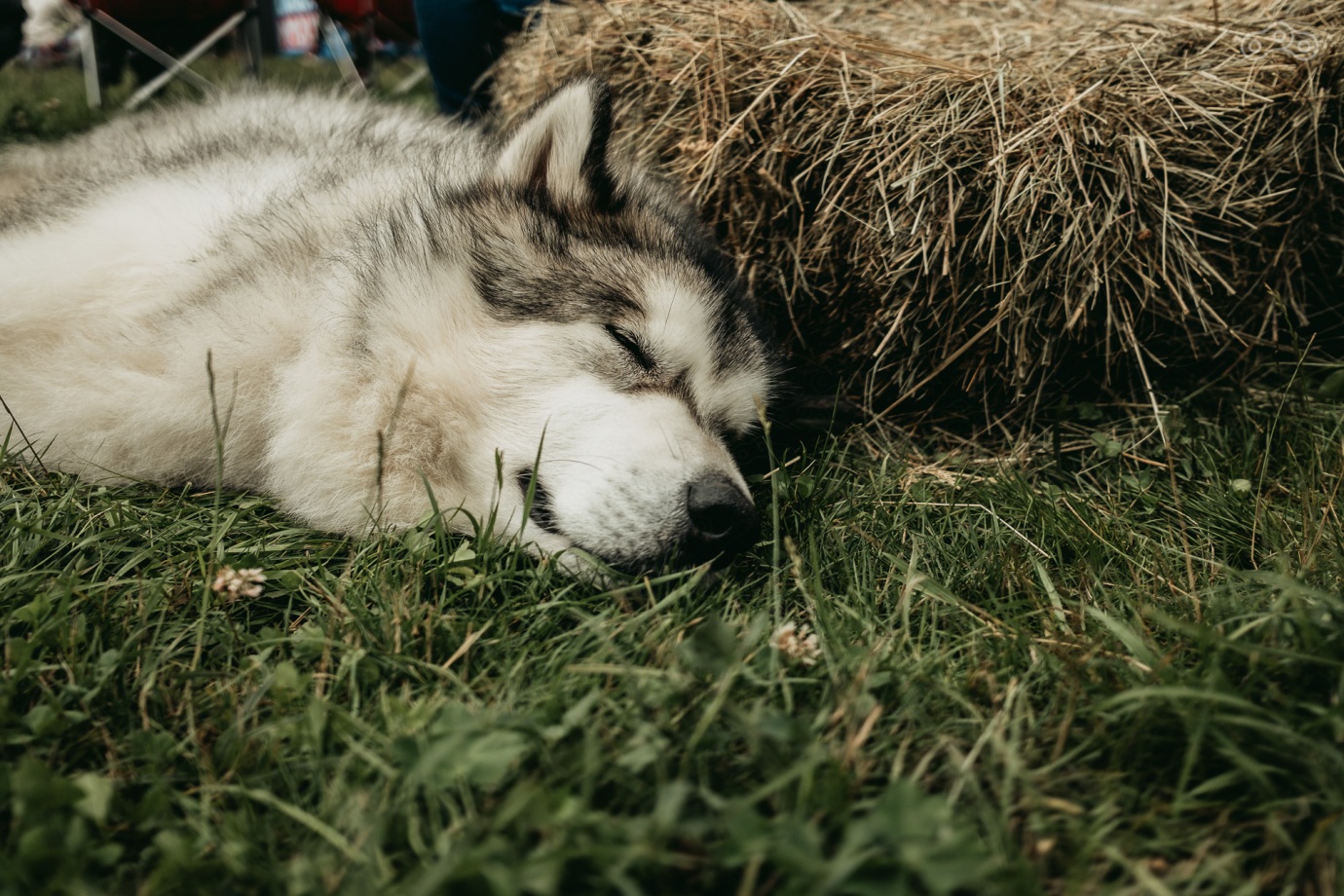 Countryside Custom Ride 2020