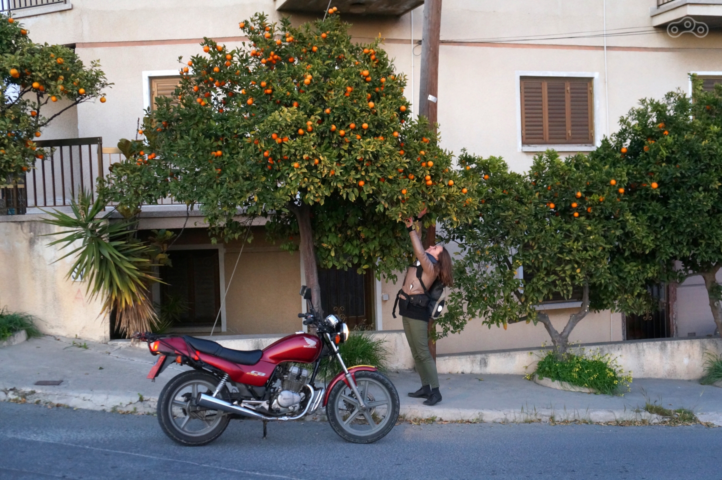 Представьте восторг, с которым мы встретили апельсины, растущие прямо на деревьях, а не на прилавках магазина!