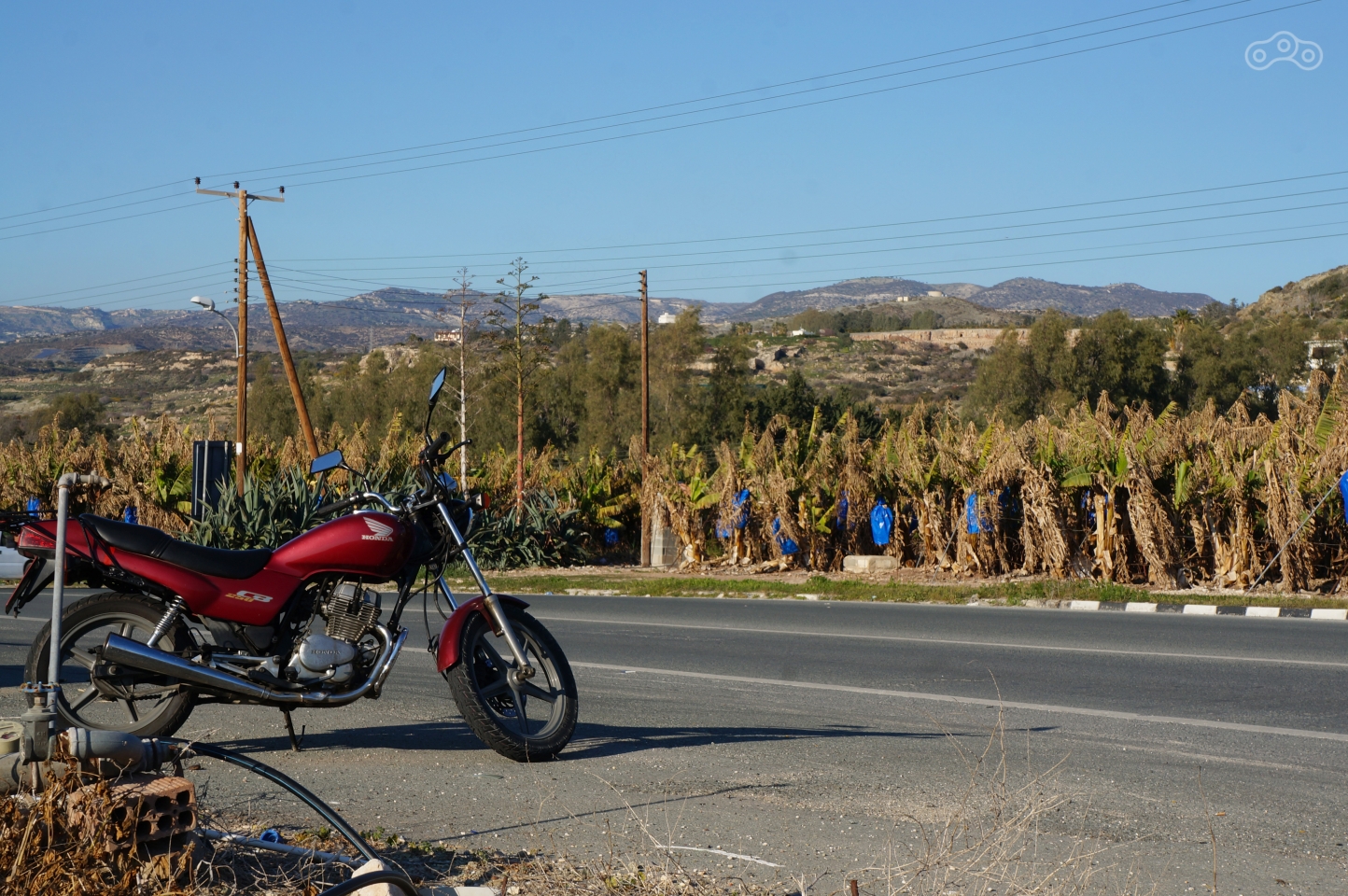 Кукуруза? А вот и нет – всё бананы!