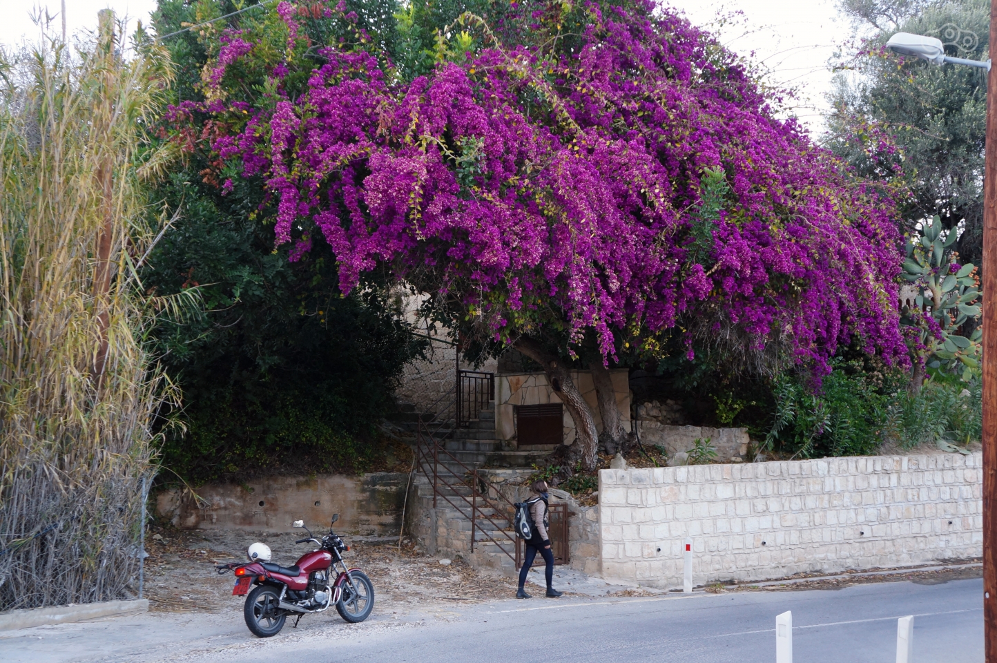 И сказочные деревья по пути