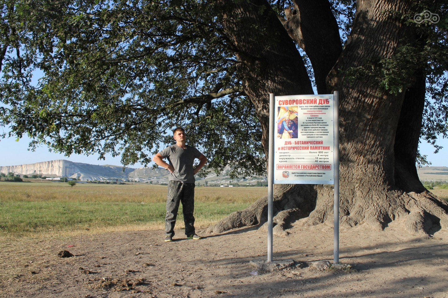 Суворовский дуб