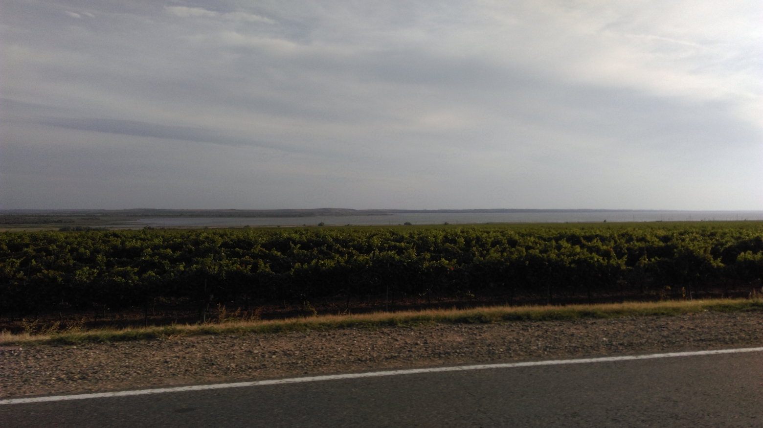 Персиковые поля на Таманском полуострове