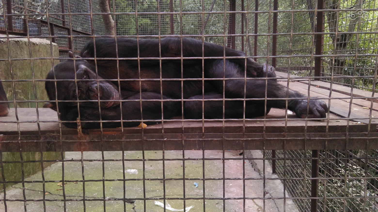 Печальная шимпанзе