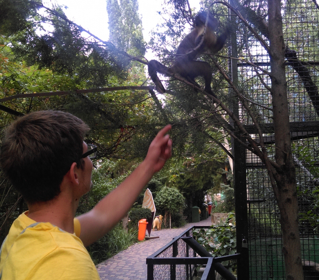 Сбежавший капуцин