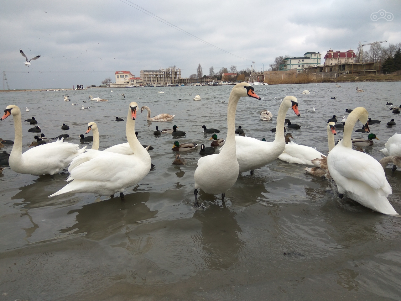 Прилетевшие на зимовку лебеди. Круглая бухта, Севастополь
