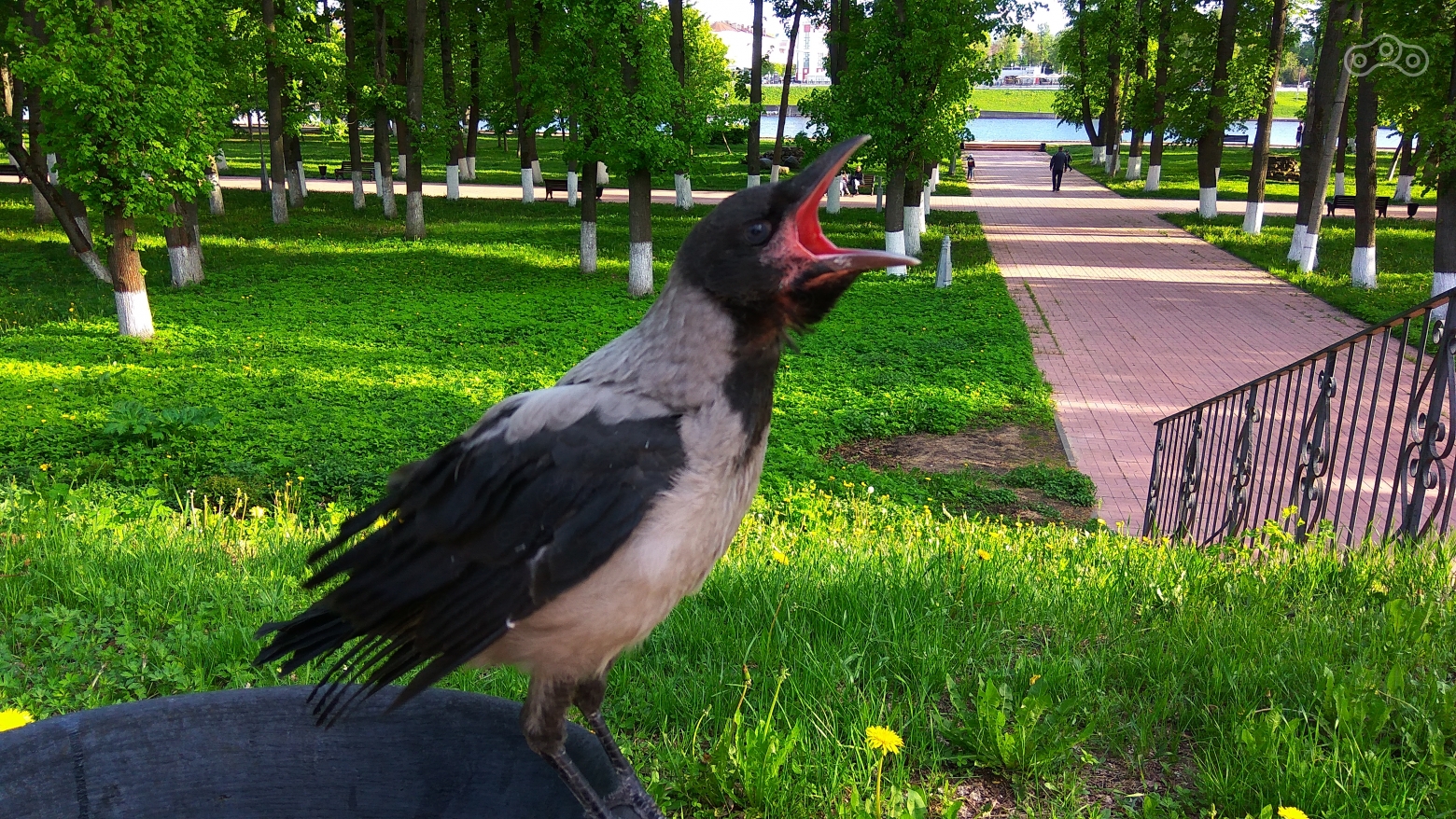 Тверская птичка-истеричка