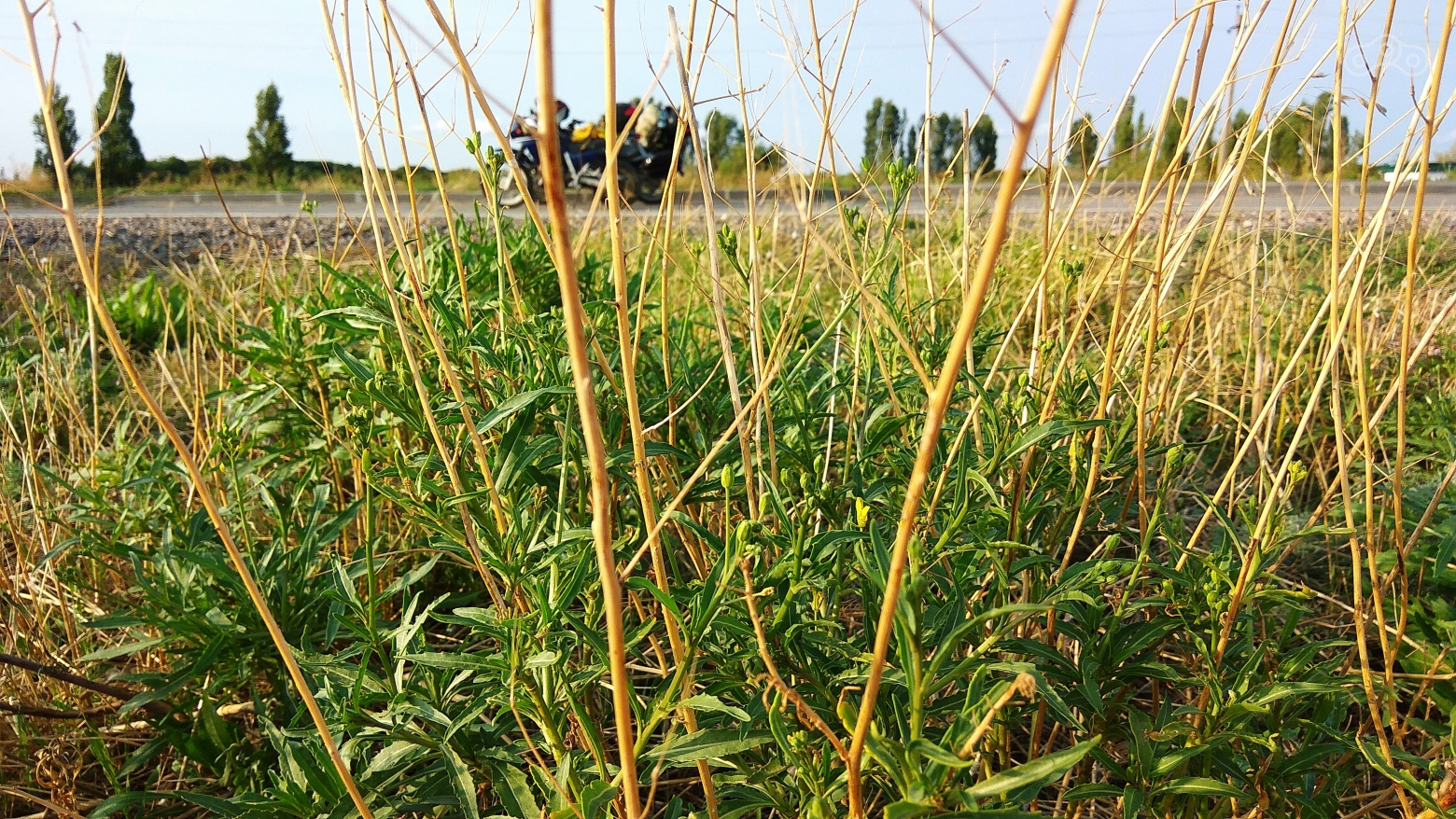 Руккола. Где-то на трассе "Симферополь - Севастополь", Крым