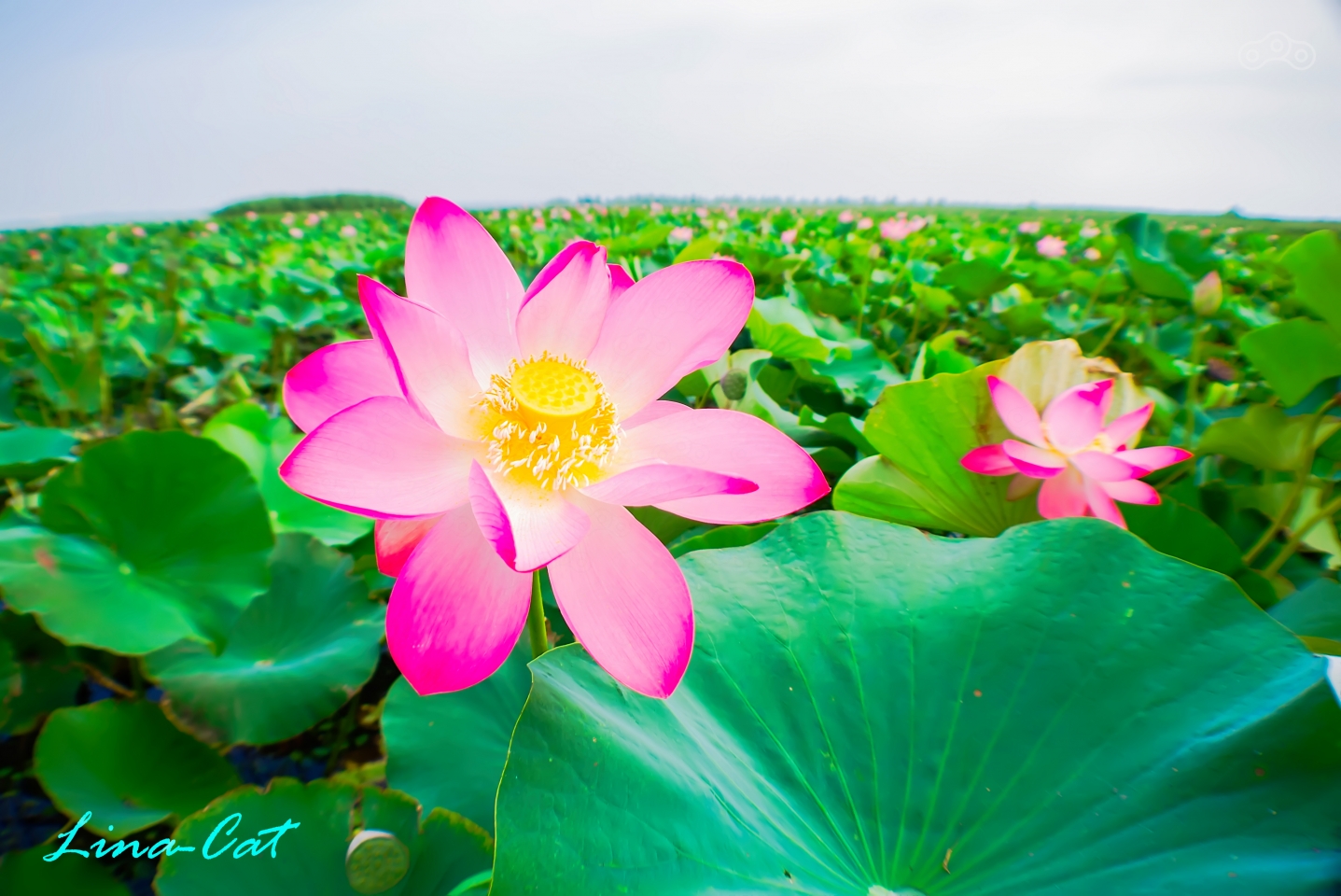 Розовые лотосы