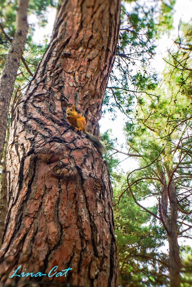 Белки в Геленжике