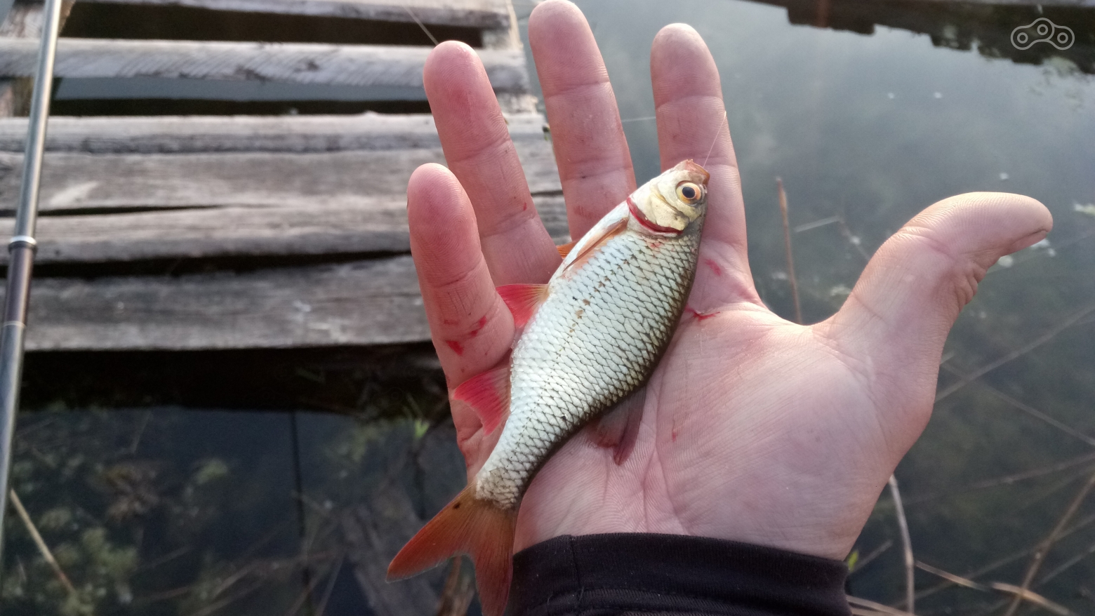 Рыба в реке имеется, ухи не миновать!