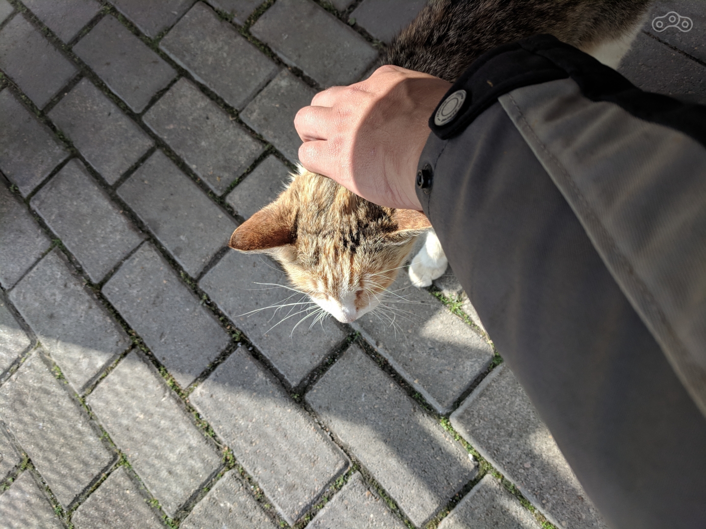 Наглый кот у Мака в Вышнем волчке