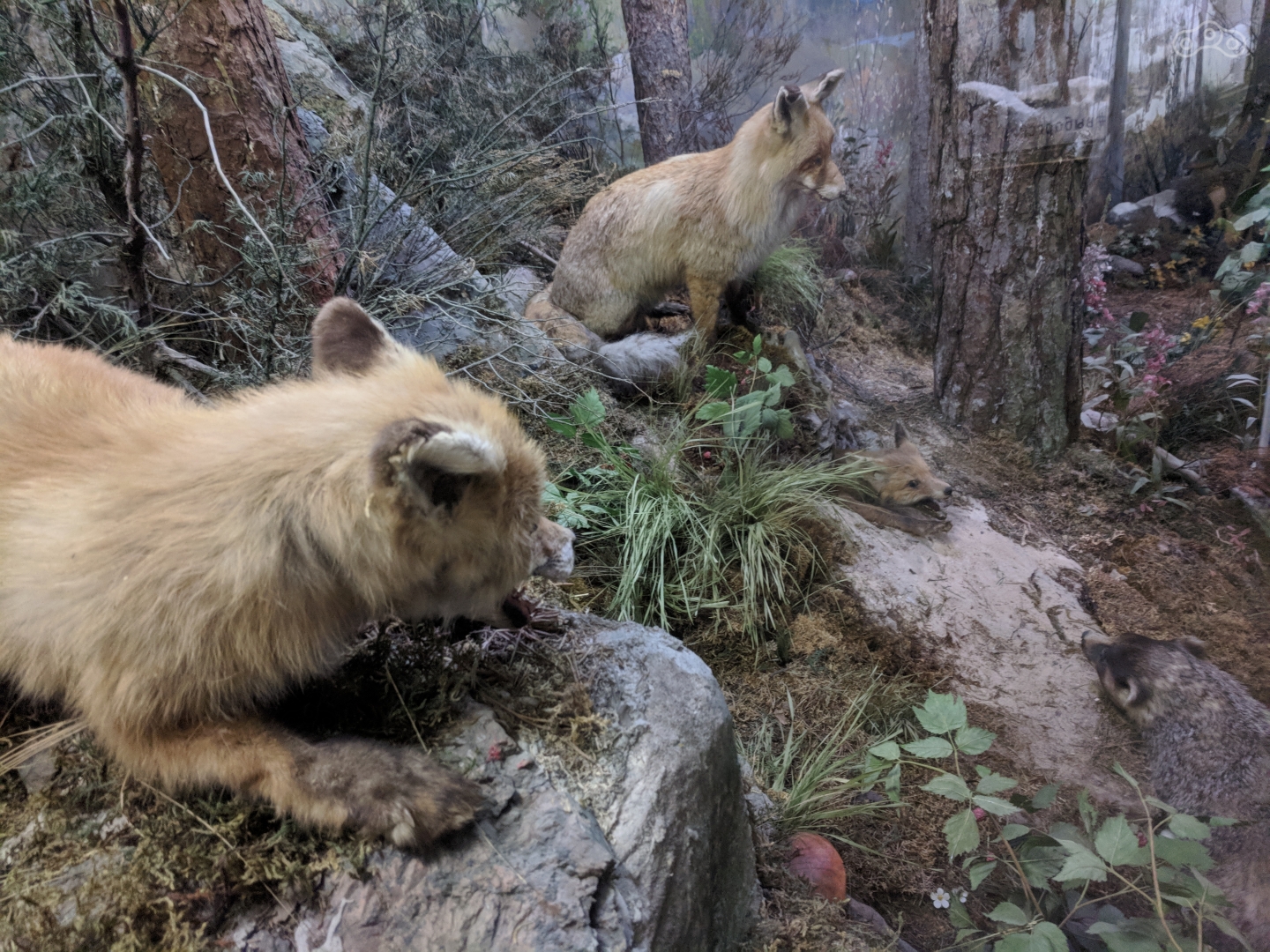 Лисы защищают свое желище