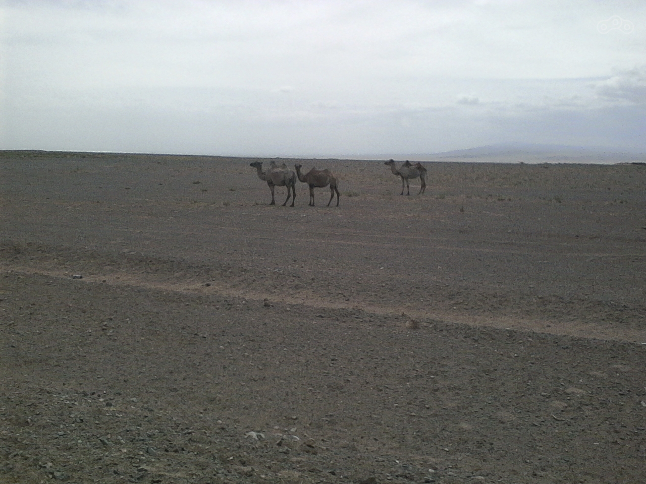 Ты куда? Смотреть верблюдА! Пока лежит, а то убежит!