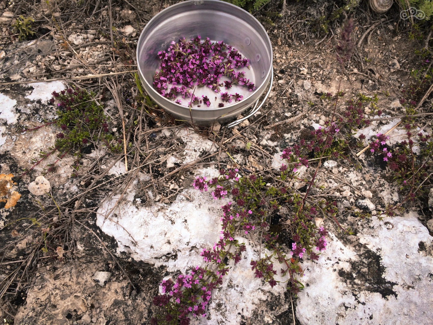 нарвал у палатки