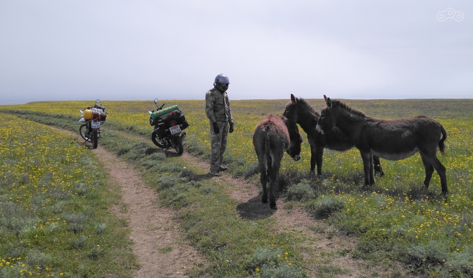 ослики оказались любопыными, сами подошли