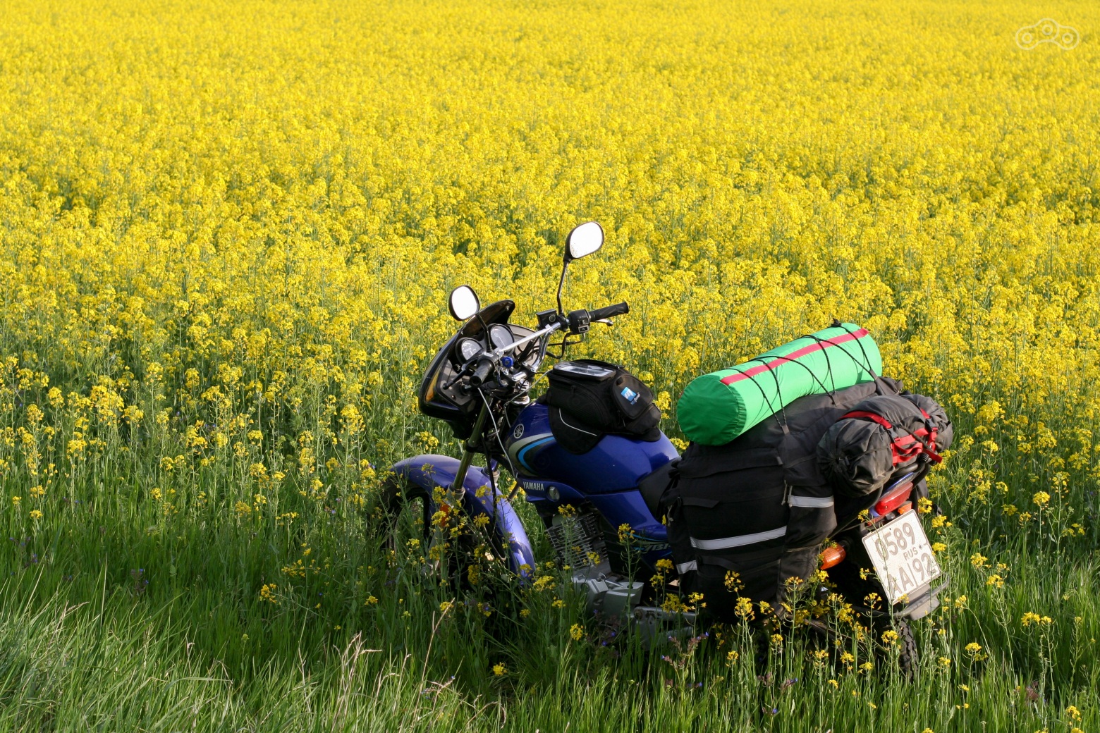 рапс красиво цветет